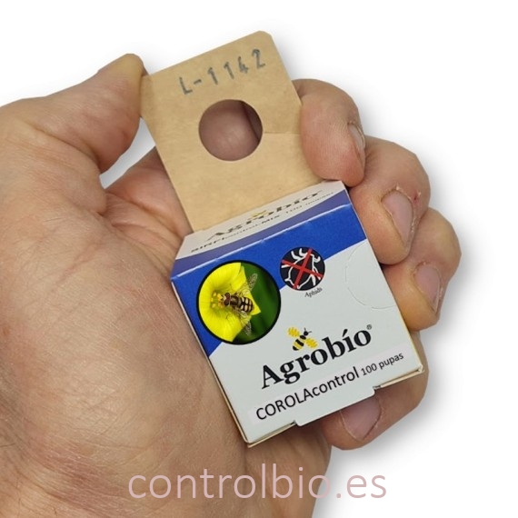 COROLAcontrol 100 pupas de Agrobío (Eupeodes corollae)