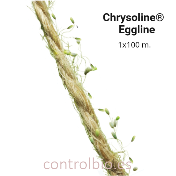 CHRYSOLINE EGGLINE | Huevos de crisopa en hilo