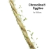 Chrysoline Eggline Bioline con 2500 huevos de Chrysoperla carnea en hilo de yute de 100m