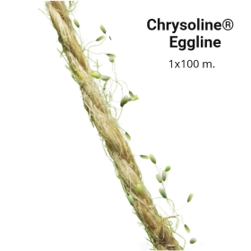 CHRYSOLINE EGGLINE | Huevos de crisopa en hilo