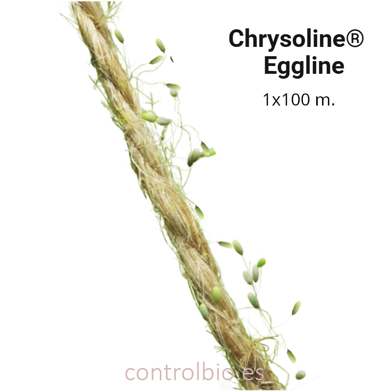 CHRYSOLINE EGGLINE | Huevos de crisopa en hilo