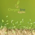 CHRYSOLINE EGGLINE | Huevos de crisopa en hilo