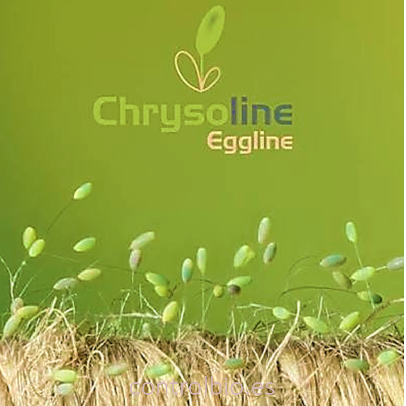 CHRYSOLINE EGGLINE | Huevos de crisopa en hilo