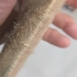 CHRYSOLINE EGGLINE | Huevos de crisopa en hilo