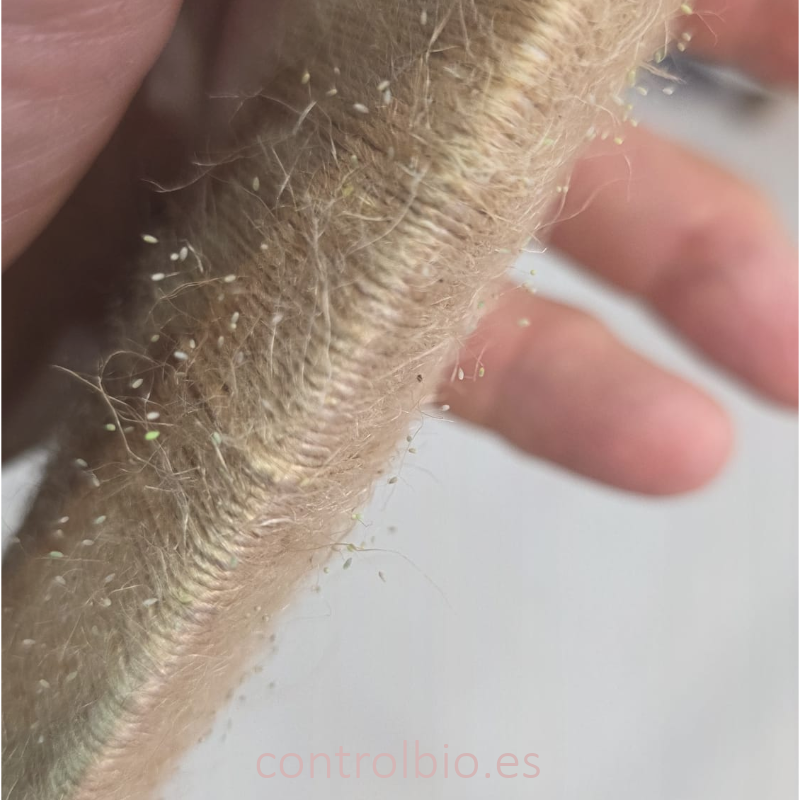 CHRYSOLINE EGGLINE | Huevos de crisopa en hilo