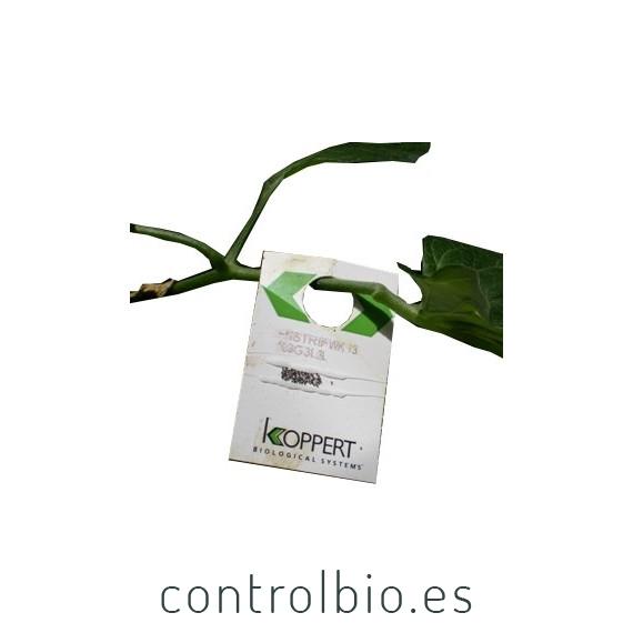 Enstrip 3.000