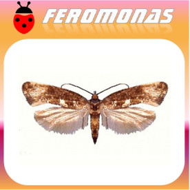 ACROLEPIA (ACROLEPIOPSIS) ASSECTELLA Polilla del puerro