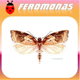 ACLERIS RHOMBANA Polilla de los frutales