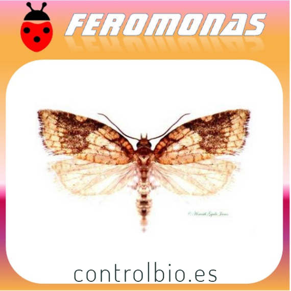 ACLERIS RHOMBANA Polilla de los frutales