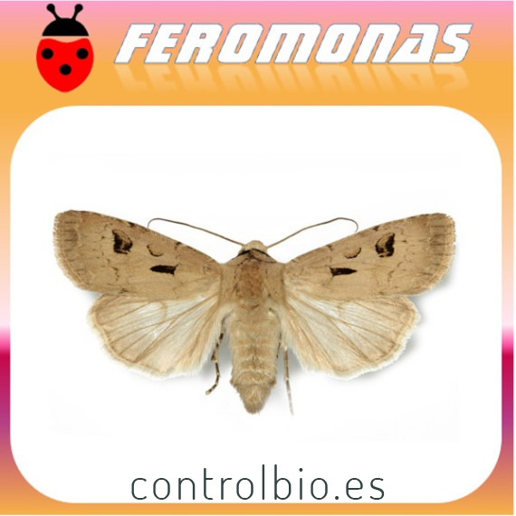 AGROTIS EXCLAMATIONIS Gusano gris