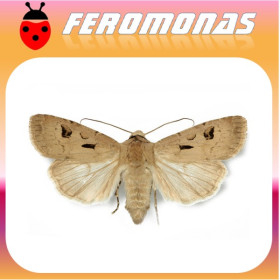 AGROTIS EXCLAMATIONIS Gusano gris