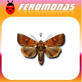 AGROTIS FUCOSA Gusano gris