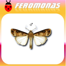 AGROTIS IPSILON Malduerme