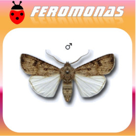 AGROTIS SEGETUM Gusano gris