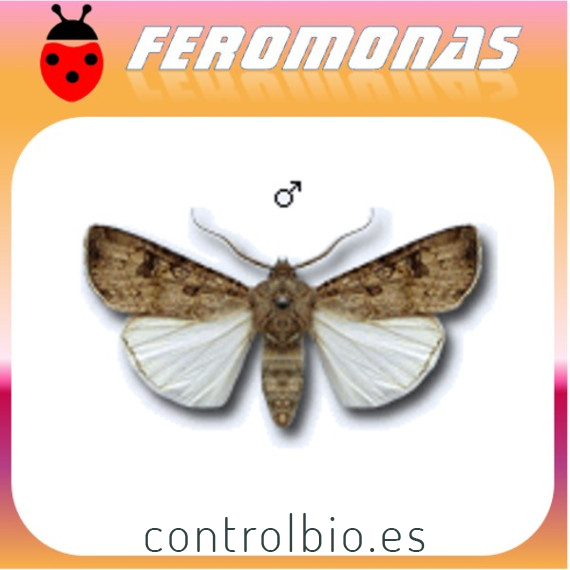 AGROTIS SEGETUM Gusano gris