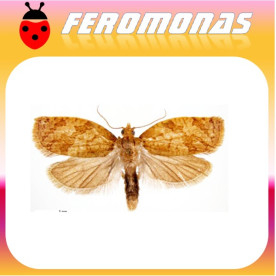 ADOXOPHYES ORANA Capua de los frutales