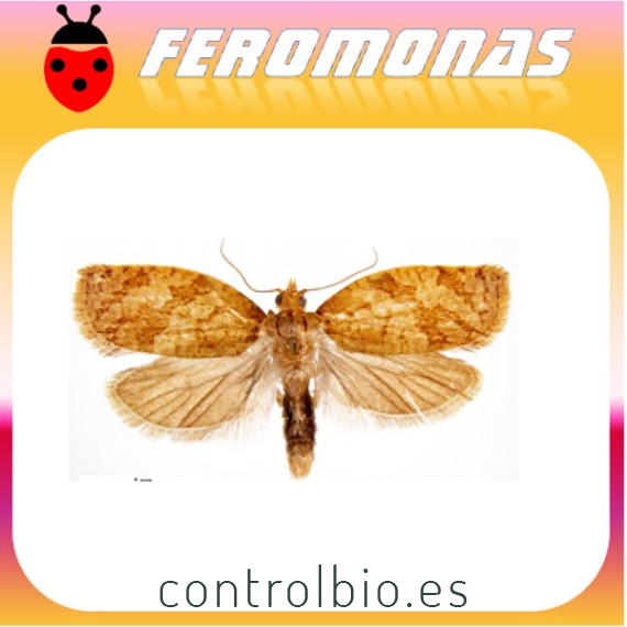 ADOXOPHYES ORANA Capua de los frutales