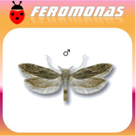 ANARSIA LINEATELLA Taladro del melocotonero