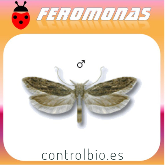ANARSIA LINEATELLA Taladro del melocotonero