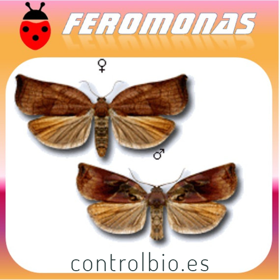 ARCHIPS PODANA Tortrícido de los frutales