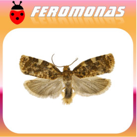 ARCHIPS ARGYROSPILUS Arrollador del melocotonero