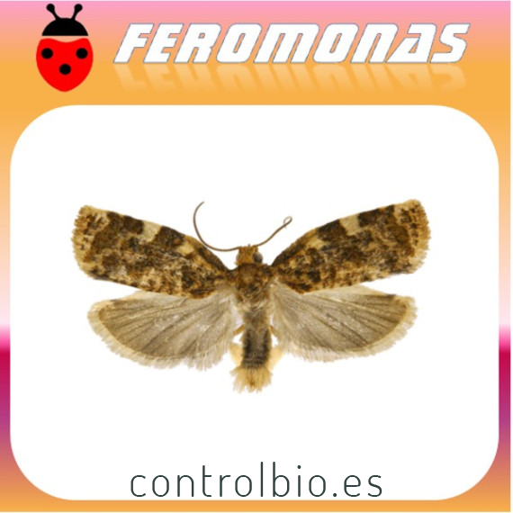 ARCHIPS ARGYROSPILUS Arrollador del melocotonero
