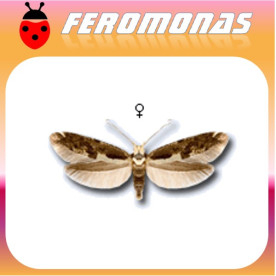 ARGYRESTHIA CONJUGELLA