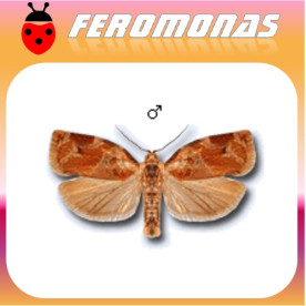 ARCHIPS XYLOSTEANA Cacoecia de los frutales