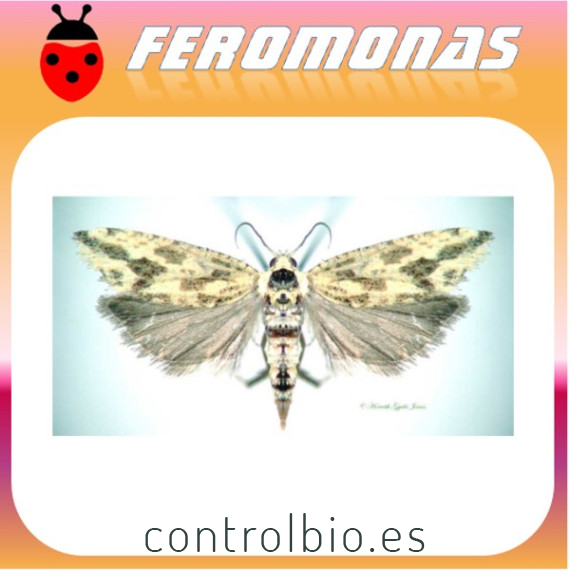 ARGYROTAENIA CITRANA Tortrix de la naranja