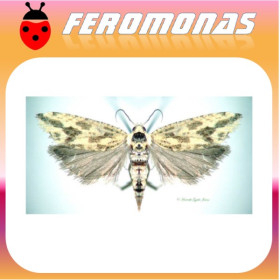 ARGYROTAENIA CITRANA Tortrix de la naranja