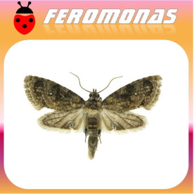 ARGYROPLOCE (CRYPTOPHLEBIA)  LEUCOTRETA Polilla codling falsa
