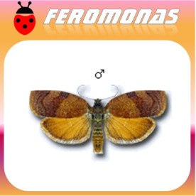 CACOECIA (CACOECIMORPHA) PRONUBANA Cacoecia de cítricos y clavel