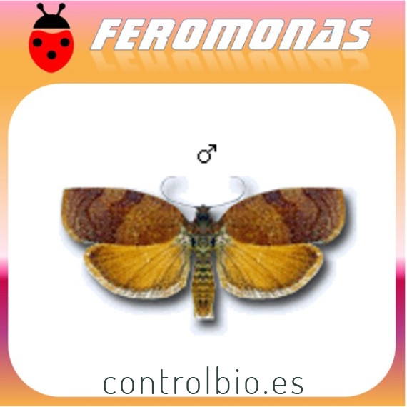 CACOECIA (CACOECIMORPHA) PRONUBANA Cacoecia de cítricos y clavel
