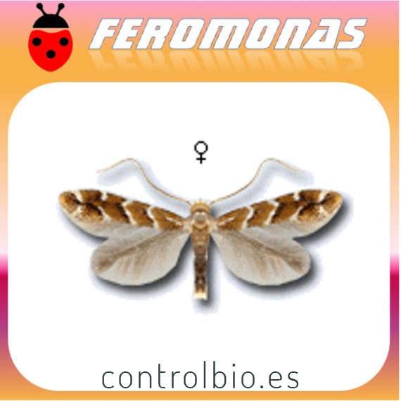CAMERARIA OHRIDELLA Minador del castaño de indias