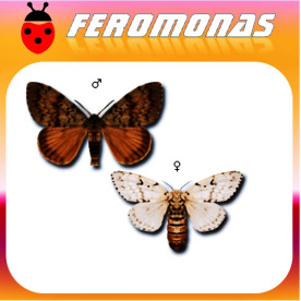 LYMANTRIA DISPAR Lagarta de la encina