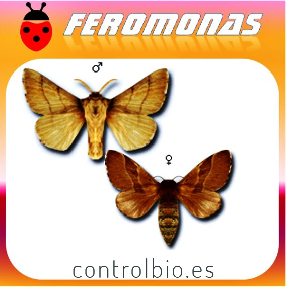 MALACOSOMA NEUSTRIUM Polilla de las frondosas