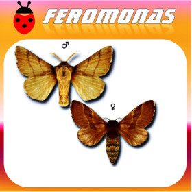 MALACOSOMA NEUSTRIUM Polilla de las frondosas