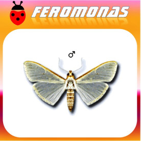 MARGARONIA UNIONALIS Glifodes