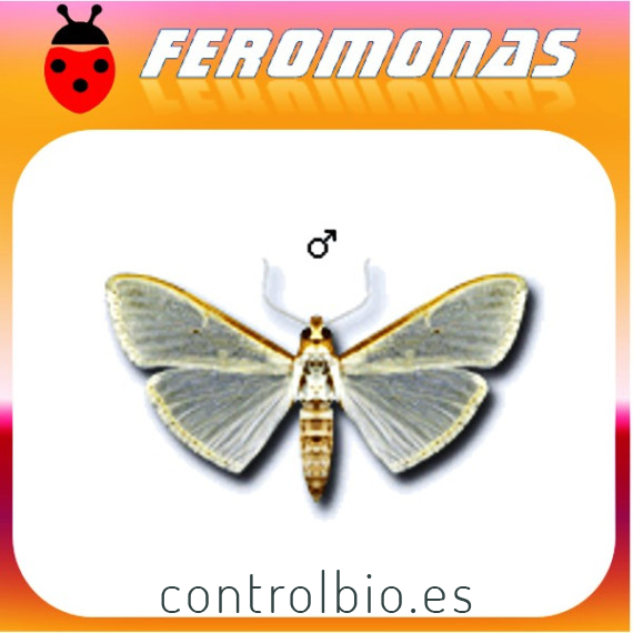 MARGARONIA UNIONALIS Glifodes