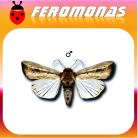 MYTHIMNA LOREYI Gusano gris