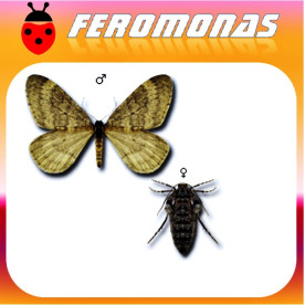 OPEROPHTERA (CHEIMATOBIA) BRUMATA Polilla de invierno