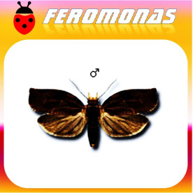 PANDEMIS HEPARANA Tortrícido marrón de la manzana