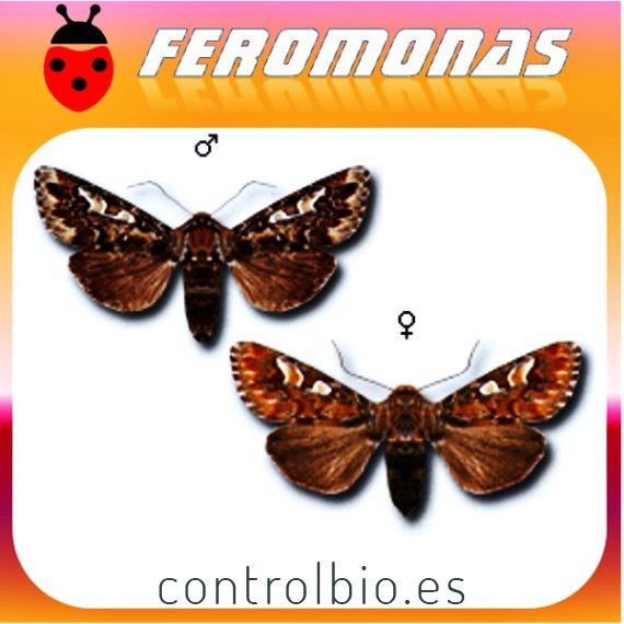 PANOLIS FLAMMEA Polilla de la belleza del pino