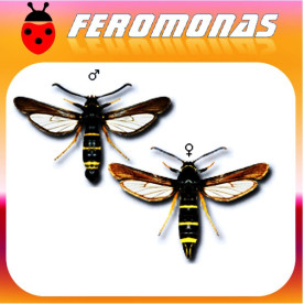PARANTHRENE TABANIFORMIS Sesia del chopo