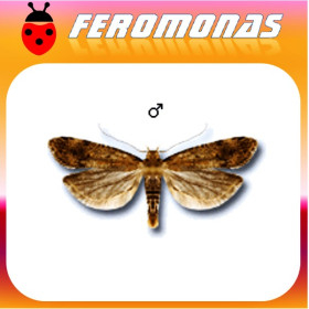 PECTINOPHORA MALAVELLA