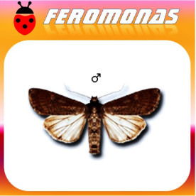 PERIDROMA SAUCIA Gusano jaspeado