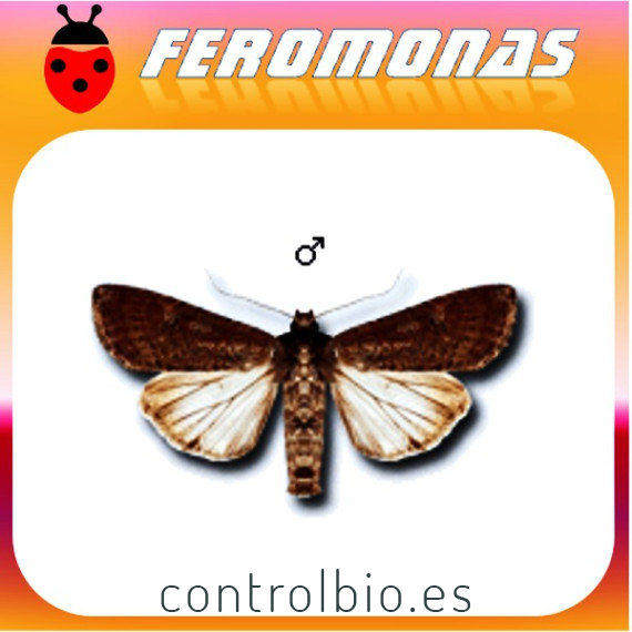 PERIDROMA SAUCIA Gusano jaspeado
