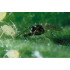 Aphipar 5.000 Aphidius colemani koppert
