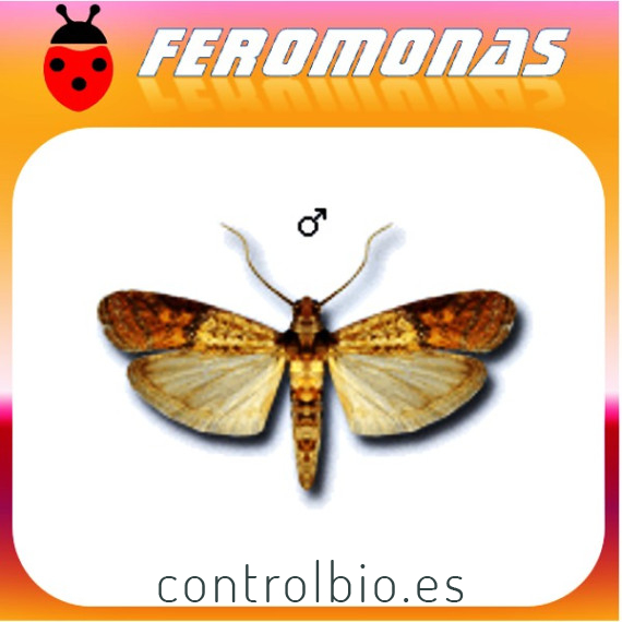PLODIA INTERPUNCTELLA Polilla bandeada de los frutos secos