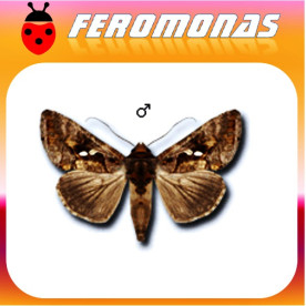 CHRYSODEIXIS CHALCITES Plusia